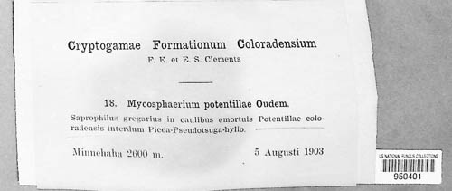 Mycosphaerella potentillae image